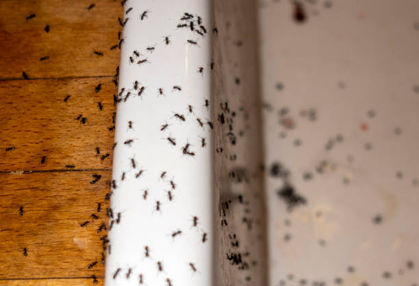 Best Best Pest Control Companies  in Saylorville, IA